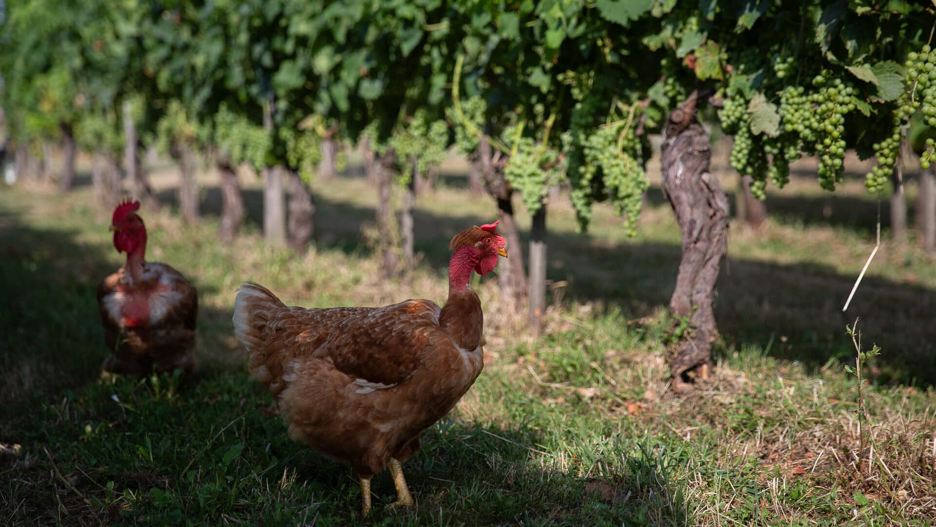 Le Clos de L’Echauguette