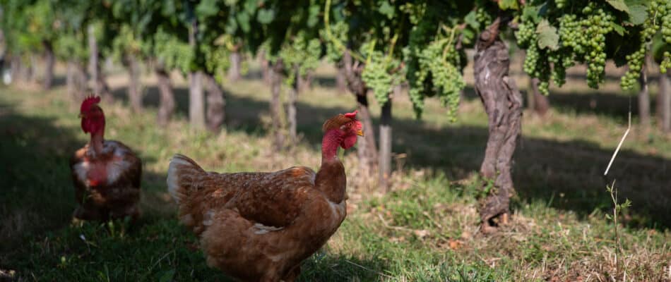 biodiversité clos de l'Echauguette